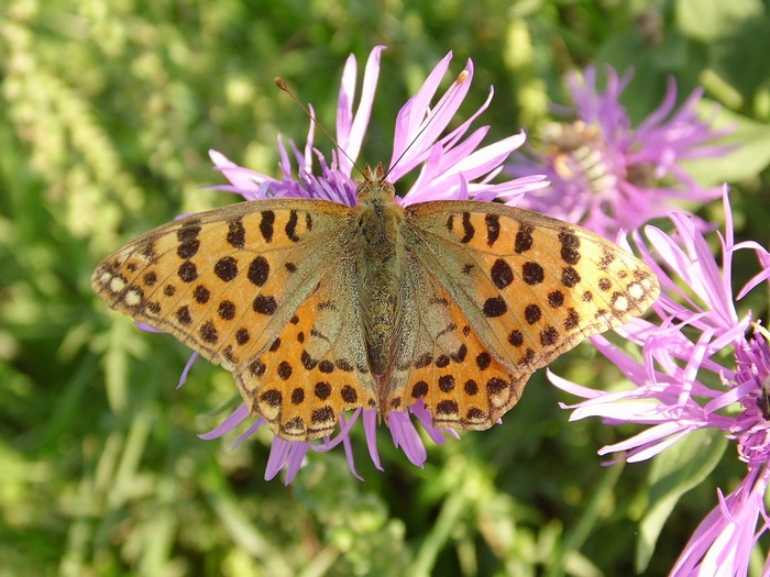 Lepidotteri del Parco del Roccolo